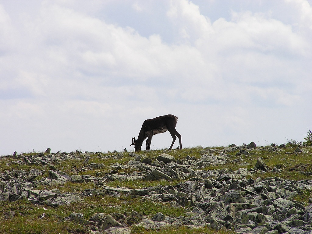 Mont Jacques-Cartier en été
